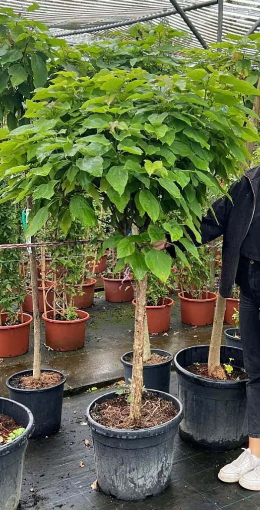 Catalpa bungei ou Nana Demi Tige 120 cm Pot.webp