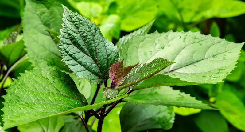 -Clerodendron bungeiAdobeStock_290520159.webp