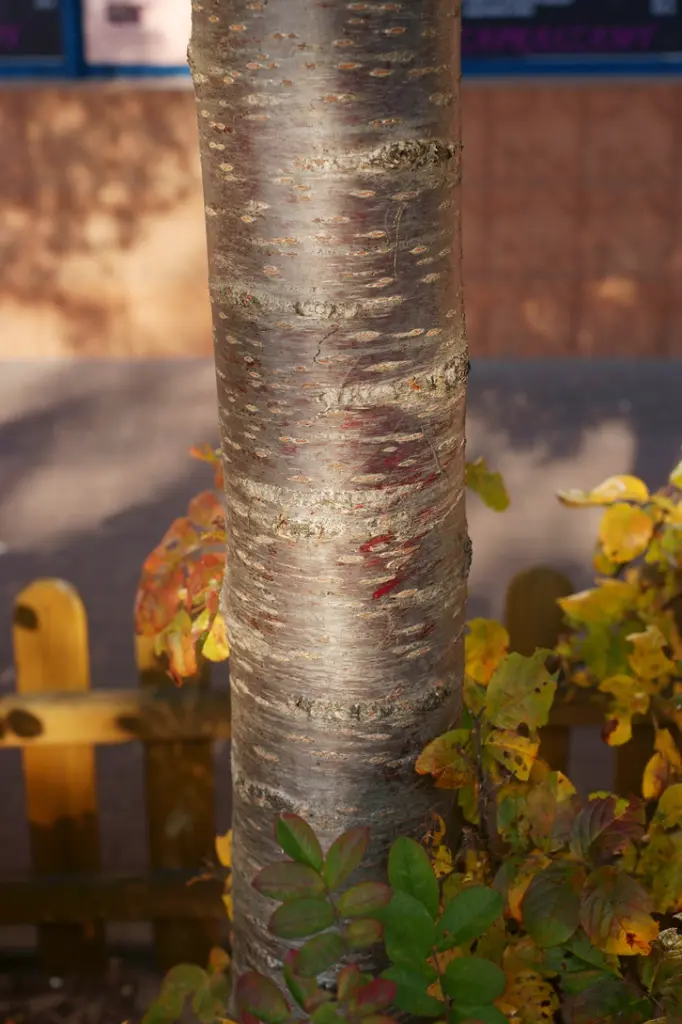 Prunus eminens Umbraculifera-AdobeStock_71317346.webp