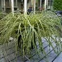 Carex oshimensis Everoro-pot.webp