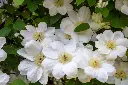 Clematis Guernsey Cream-AdobeStock_838274785.webp