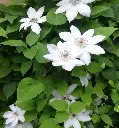 Clematis Miss Bateman -AdobeStock_245673038.webp