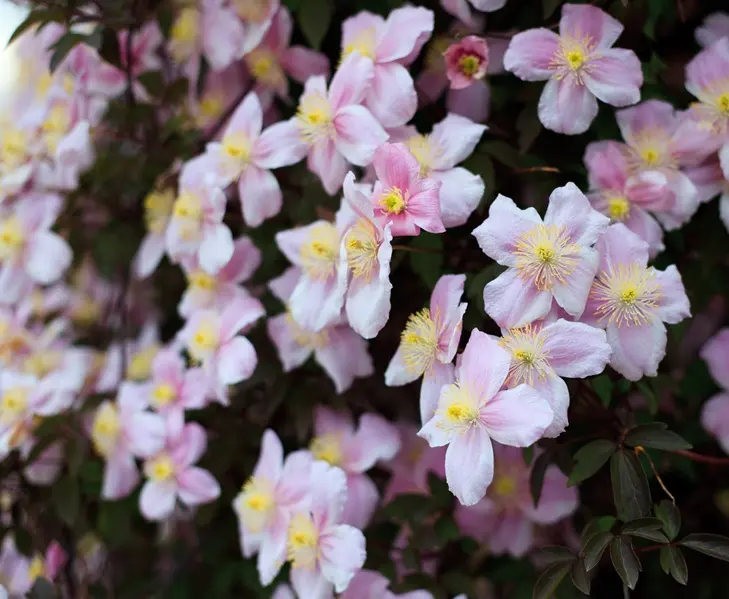 Clematis Montana Tetrarose-AdobeStock_32385462.webp