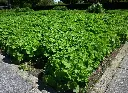 Alchemilla mollis-AdobeStock_330121591.webp