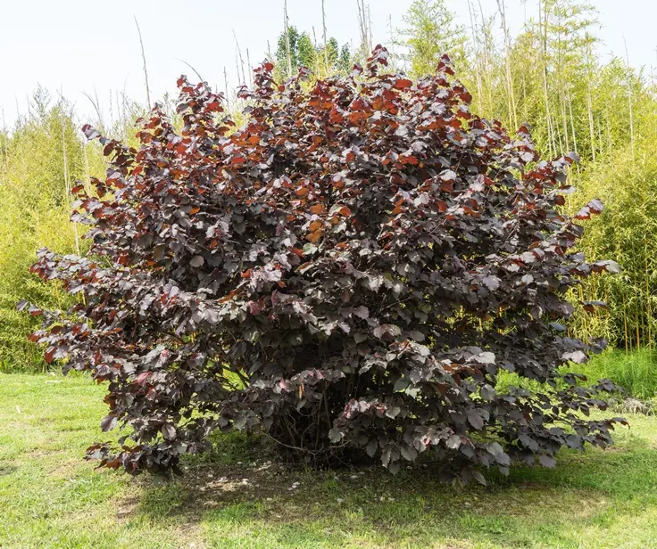 corylus-purpurea-AdobeStock_615410386.webp