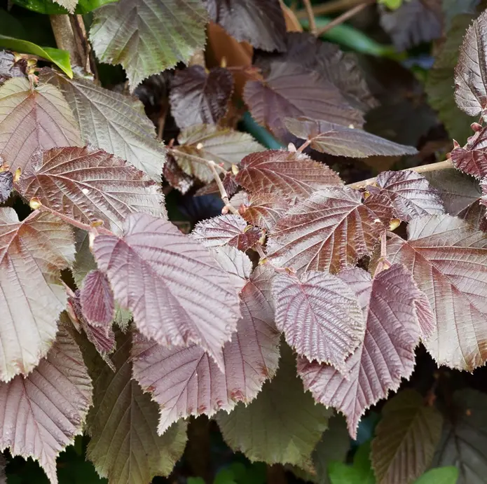 corylus-purpurea-AdobeStock_272283462.webp