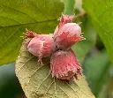 Corylus avellana Rouge de Zeller-AdobeStock_220999221.webp