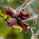 Corylus maxima Purpurea-AdobeStock_680154965.webp