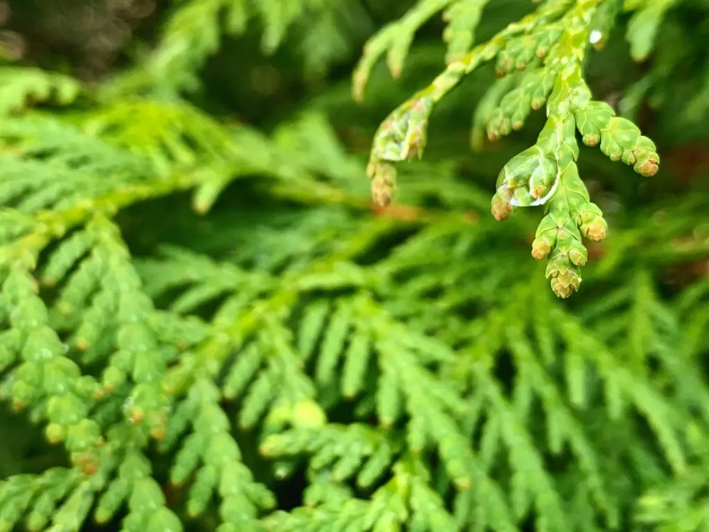 unsplash_iL0bstlyrQI_thuja.webp