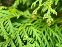 unsplash_iL0bstlyrQI_thuja.webp