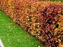 Fagus sylvatica-AdobeStock_388484832.webp