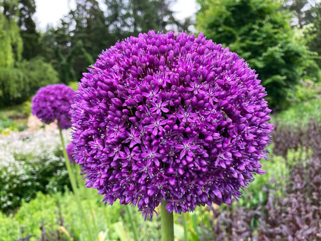 unsplash_Ab5d7RnzTk8_ALLIUM .webp