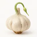 Allium sativum Ophioscorodon.webp