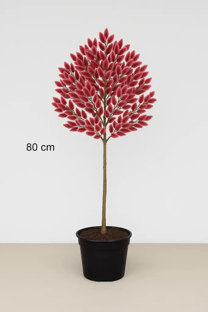 Salix gracilis Mount Aso Tige 80 cm.webp