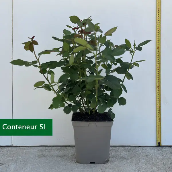 pot-rosier-c5L.webp