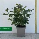 pot-rosier-c5L.webp