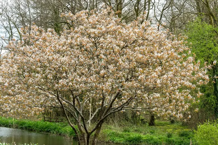 Amelanchier lamarckii-AdobeStock_796238186.webp