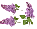 syringa-vulgaris-AdobeStock_1876714125.webp