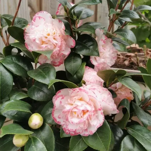 Camellia japonica  Margaret Davis-2.webp