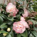 Camellia japonica  Margaret Davis-2.webp