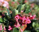 Escallonia CF Ball-AdobeStock_1369198445.webp