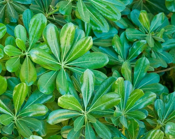 Pittosporum tobira-AdobeStock_12549021.webp