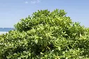 Pittosporum tobira-AdobeStock_1807583939.webp