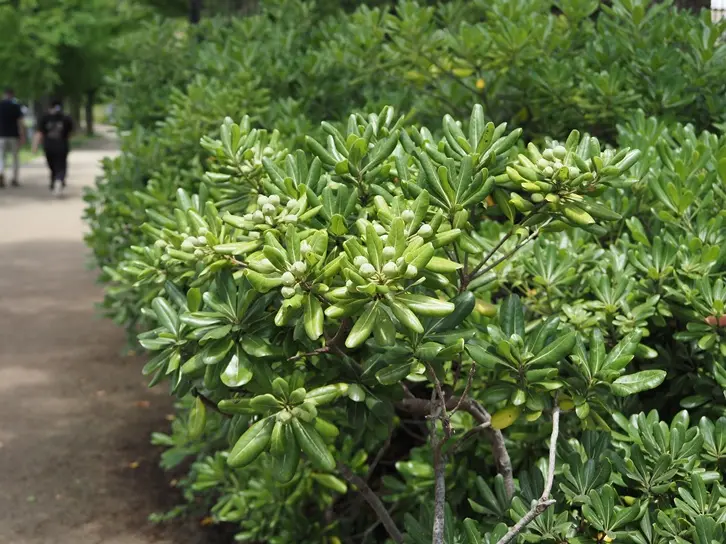 Pittosporum tobira-AdobeStock_1857087098.webp