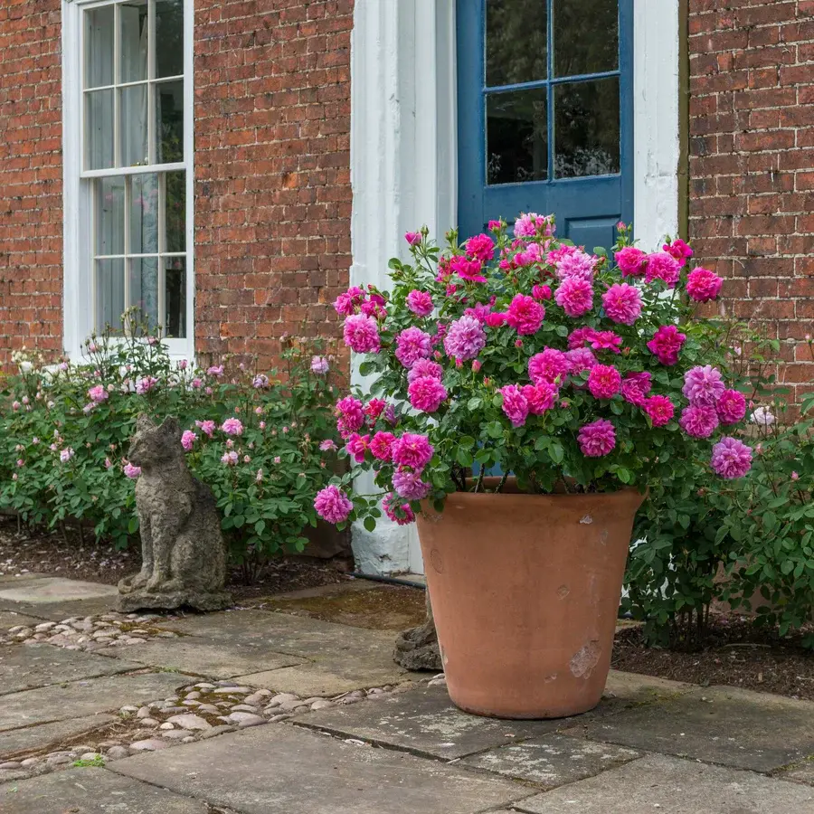 Rosier Princess Anne.webp