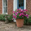 Rosier Princess Anne.webp