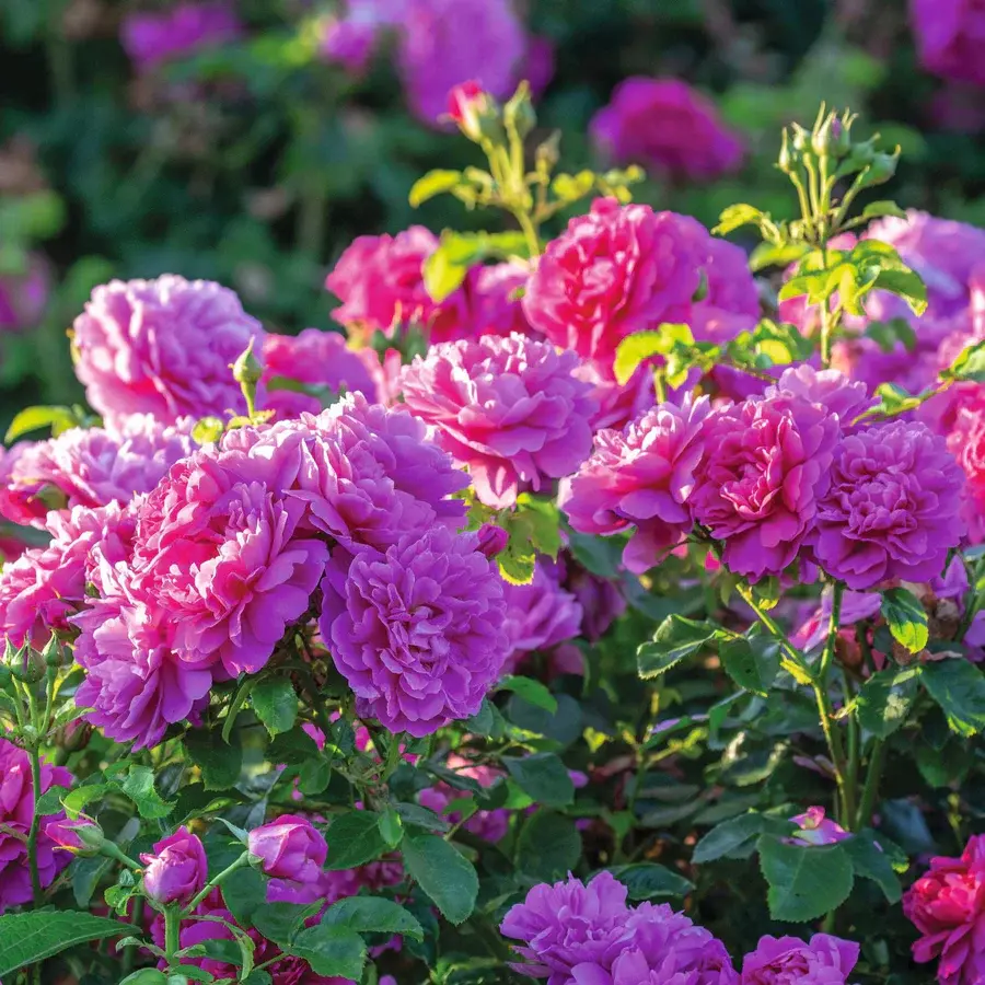 Rosier Princess Anne-3.webp
