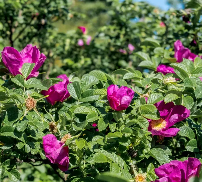 Rosier Rosa rugosa Passion Rokoko-AdobeStock_471400844.webp