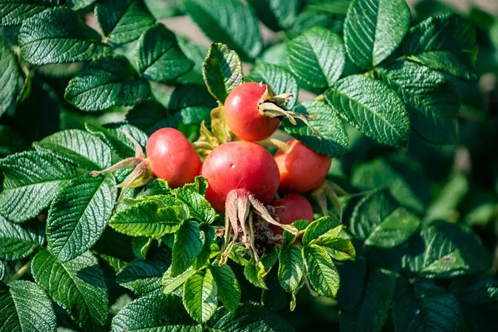 Rosier Rosa rugosa Passion Rokoko-AdobeStock_287079316.webp