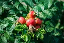 Rosier Rosa rugosa Passion Rokoko-AdobeStock_287079316.webp