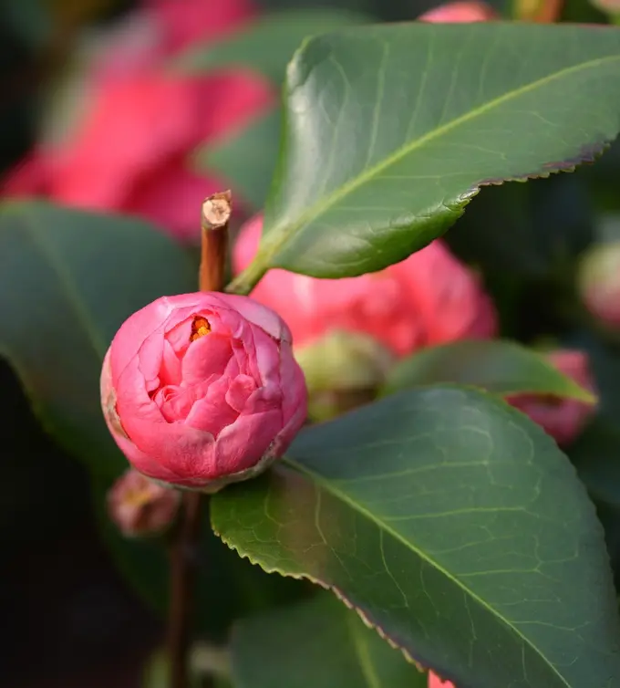 Camellia japonica Dr King-AdobeStock_322951575.webp