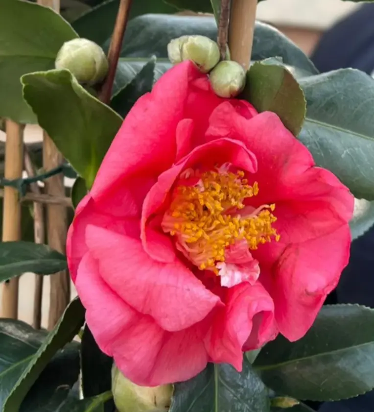 Camellia japonica Cereixia de Tollo-2.webp