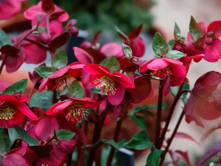 Helleborus Anna's Red-AdobeStock_574436543.webp