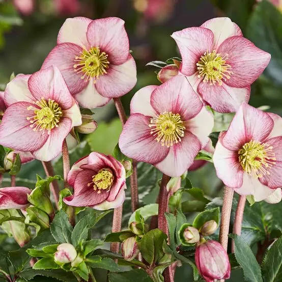 Helleborus Ice N Roses® Carlotta -1.webp