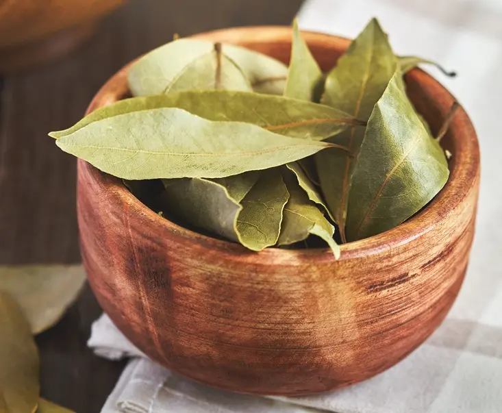 Laurus nobilis-AdobeStock_144954748.webp