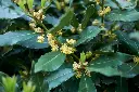 Laurus nobilis-AdobeStock_387207736.webp