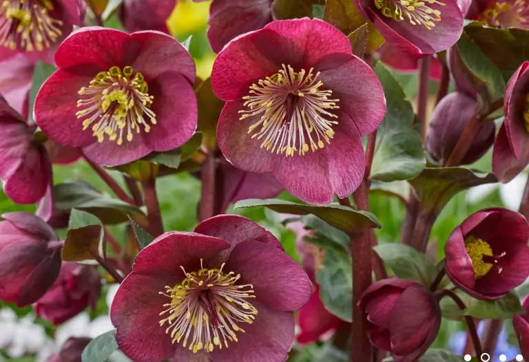HELLEbORUS-VIBREY-VELVET-2.webp