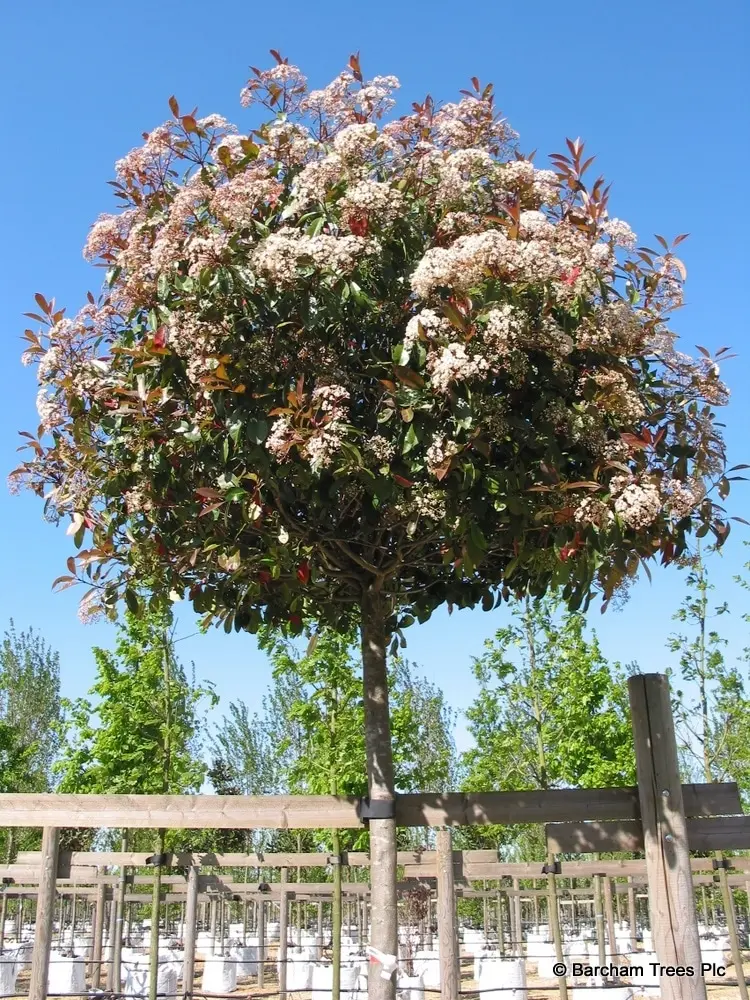 Photinia fraseri Red Robin Haute Tige fleur.webp