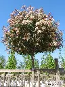 Photinia fraseri Red Robin Haute Tige fleur.webp
