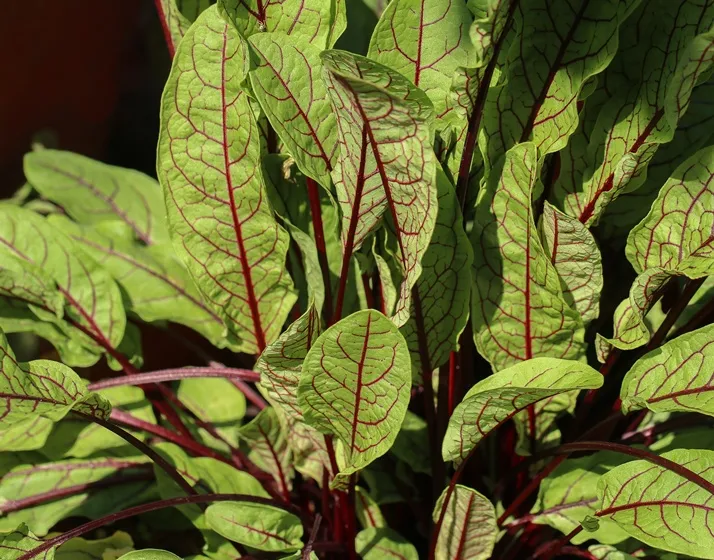 Rumex sanguineus-AdobeStock_446925798.webp