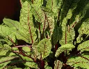 Rumex sanguineus-AdobeStock_446925798.webp