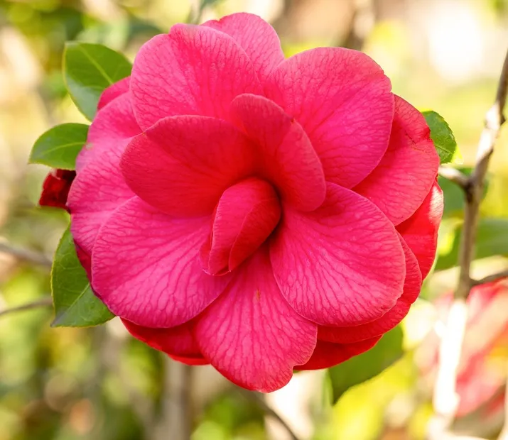 Camellia japonica Mrs Charles Cobb-AdobeStock_742637744.webp