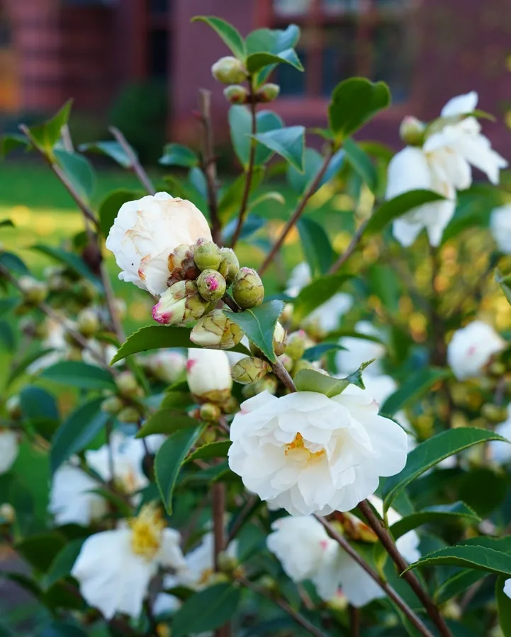Camellia japonica Purity-AdobeStock_393575088.webp