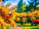 Larix kaempferi Stiff Weeper-AdobeStock_1316627192.webp