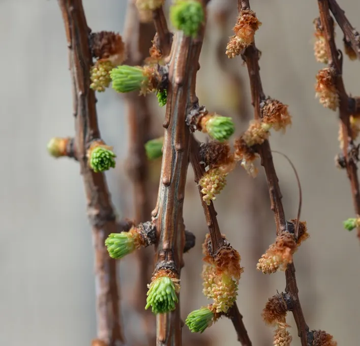 Larix kaempferi Stiff Weeper-AdobeStock_260100100.webp