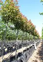 Photinia fraseri Red Robin Haute Tige arbre.webp